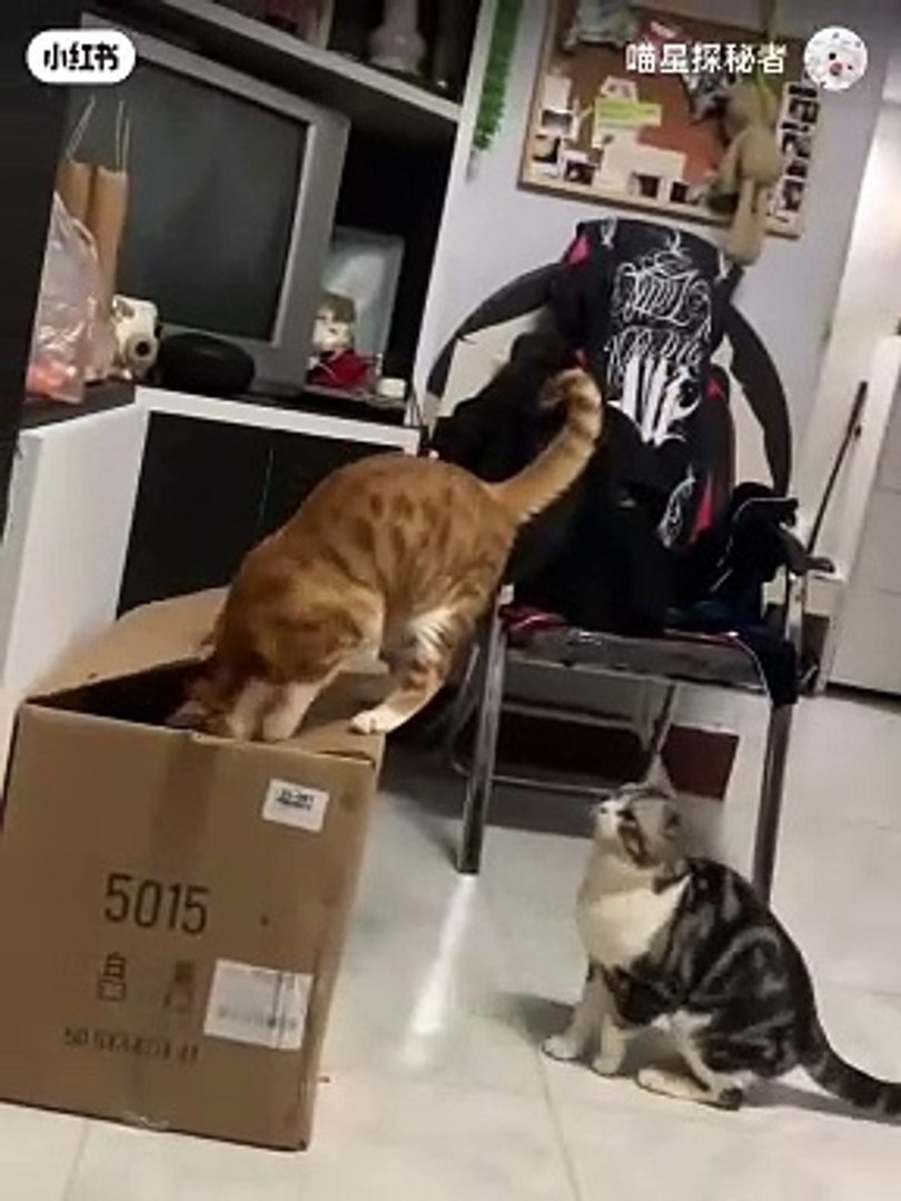 entertainment,wedding entertainment,entertainment