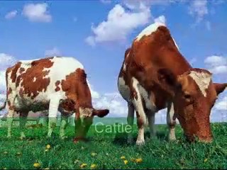 ANIMALS IN NORTH AMERICA