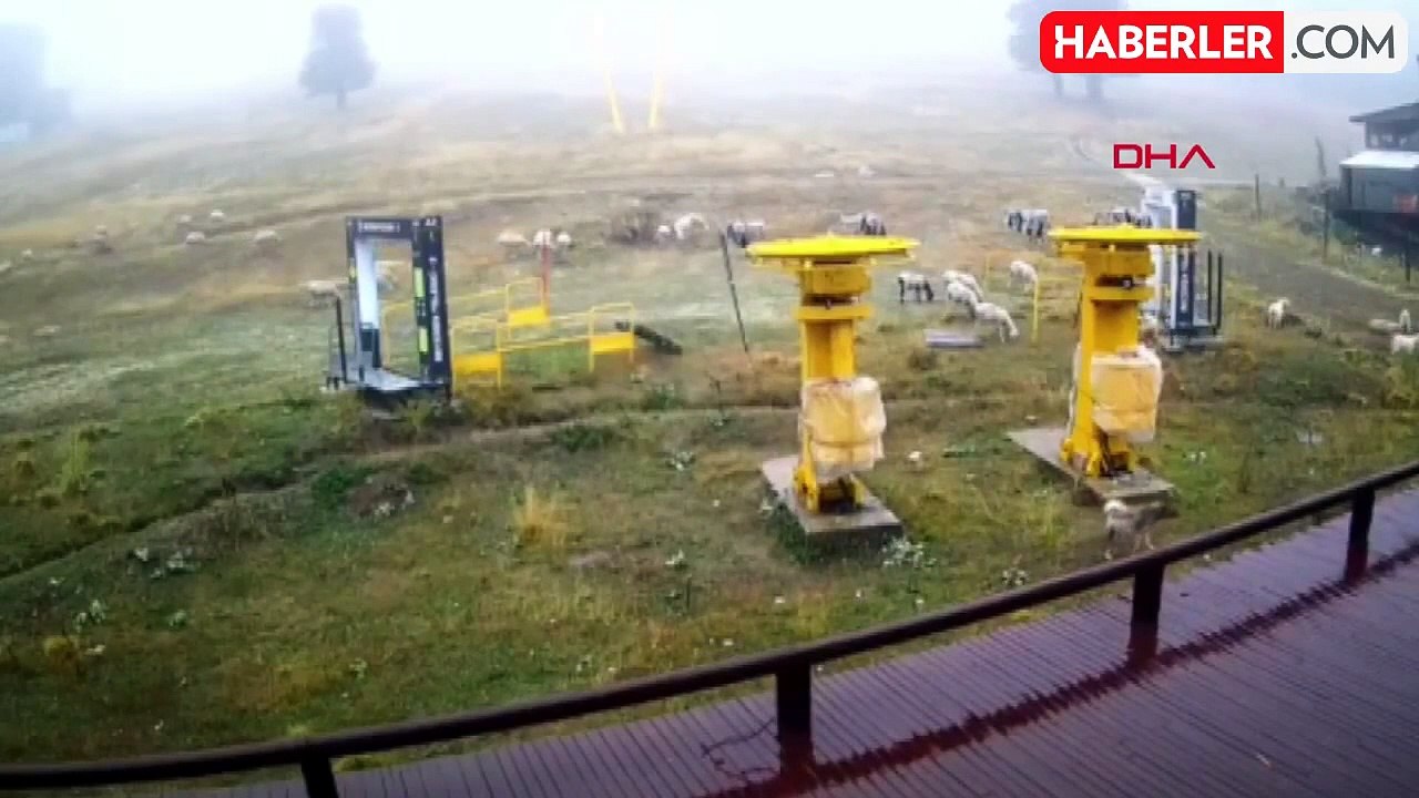 Uludağ'da Kış Sezonu Öncesi Koyunlar Kayak Pistlerinde Otluyor