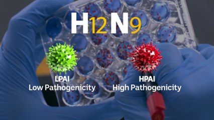 Experts say it’s only a matter of time until H5N1 reaches Australia