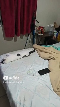 El #Gato Pernanca bien acostado en la cama durmiendo descansando #shorts #animales #mascotas #pet