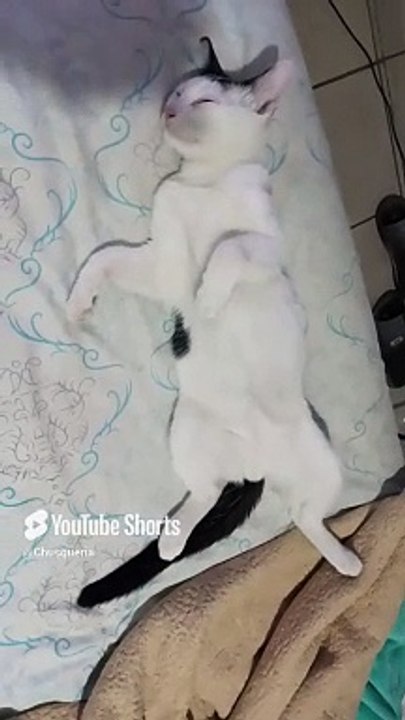 El #Gato Pernanca Acostado En La Cama Durmiendo Descansando #shorts #animales #mascotas #felino #pet