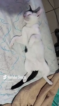 El #Gato Pernanca Acostado En La Cama Durmiendo Descansando #shorts #animales #mascotas #felino #pet
