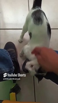 El #Gato Pernanca #Felino #Fauna #animales #mascotas #shorts jugando conmigo en la #oficina #feliz