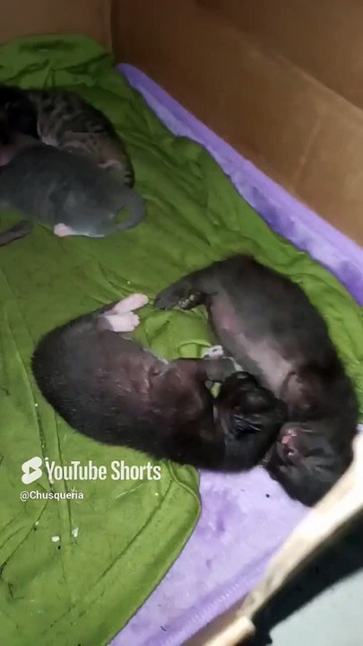 Aqui estan los 5 #gatitos hijos de la #gata #bombay #shorts #felino #animal #mascota #pet #peludo