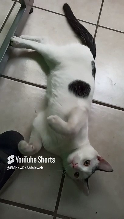 El #Gato pernanca llega a visitarme a la oficina para jugar un rato #shorts #animales #mascotas #pet