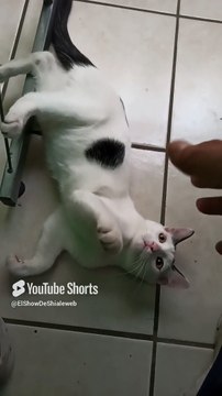 jugando con mi gato pernanca en la oficina #shorts vino a visitarme el #felino #peludo mi #amigo