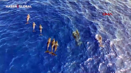 Bilinen türler arasında yok! Türkiye'de ilk kez görüntülendi