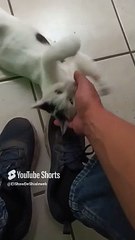 #Gato pernanca llega a visitarme a la oficina para jugar un rato bien agusto #shorts #animal #pet