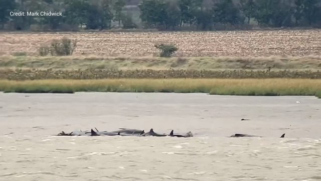 Rescue mission launched after nine whales become stranded off Kent estuary