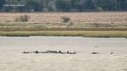 Rescue mission launched after nine whales become stranded off Kent estuary