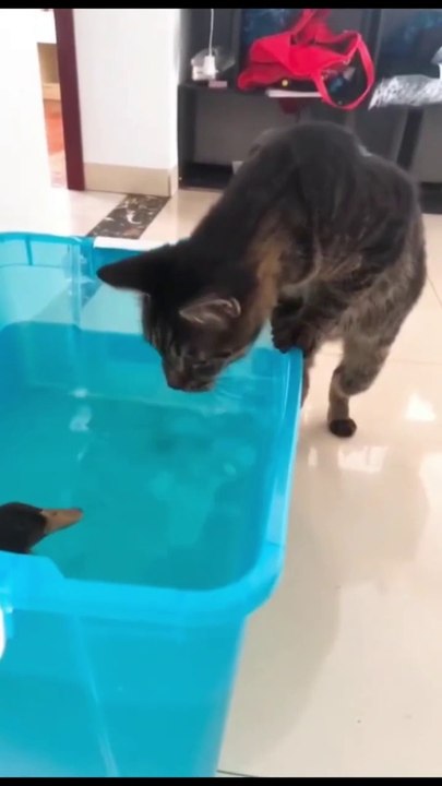Funny Cats And Dogs Videos  #4 - Best Funniest Animal Videos 2024