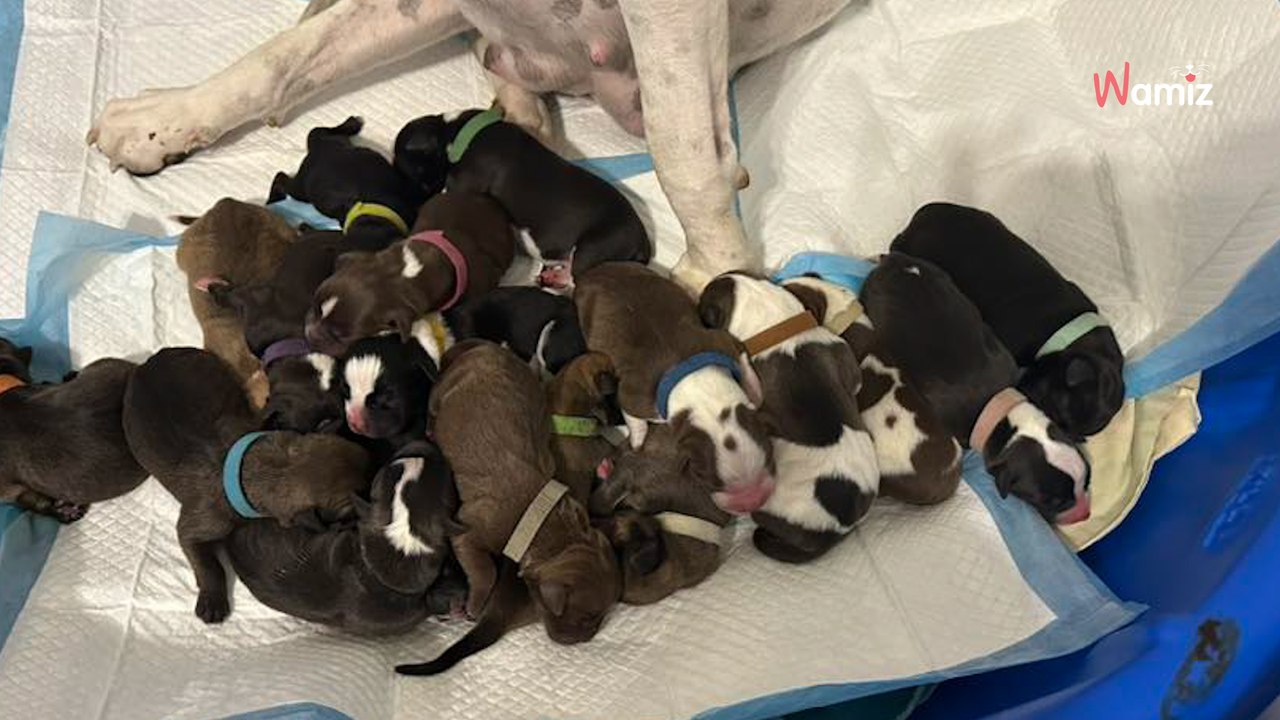 Elle adopte une chienne gestante abandonnée : le 15e chiot vient au monde et tout le monde est bouche bée