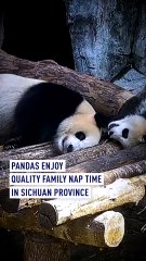 Panda family’s ‘nap’ time in Sichuan