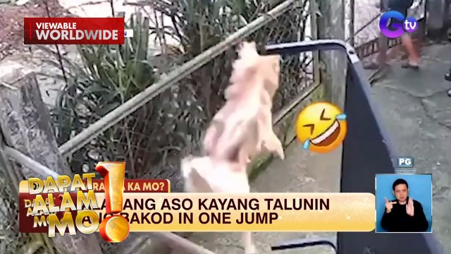 Alagang aso, kayang tumalon sa bakod in one jump?! | Dapat Alam Mo!