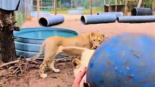 PLAYING WITH LIONS, POV