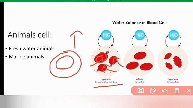 water balance problem class 9 Biology Lec in Urdu/ in Hindi | Lec #22 | chp #4 | cells and tissues