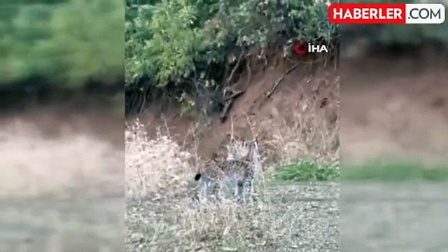 Elazığ'da Nesli Tükenme Tehlikesi Altında Olan 2 Vaşak Görüntülendi