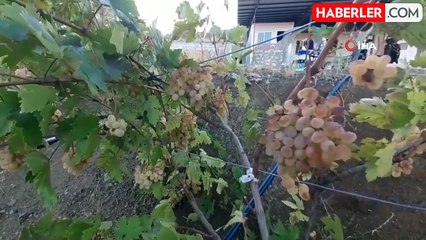 Adıyaman'da Teknoloji ile Modernize Edilen Bağbozumu Geleneği