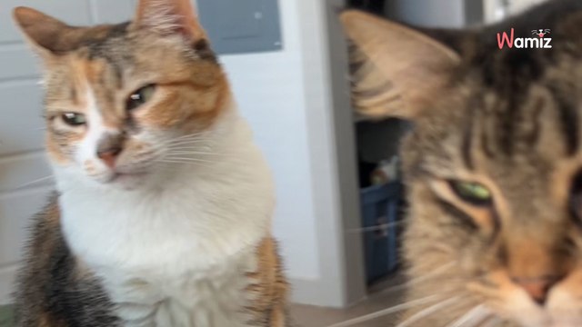 Video. Quando si sveglia si sente osservata: i suoi gatti la fissano e si rende conto di un'inesorabile verità