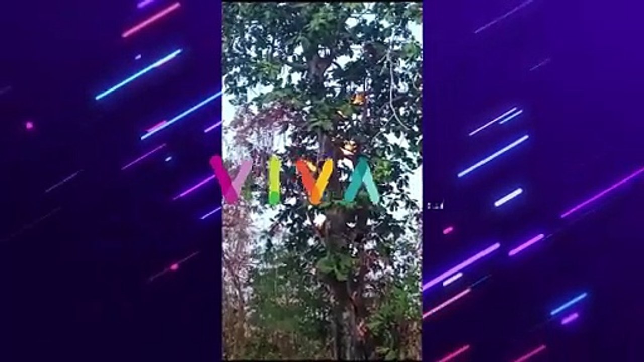 Fenomena Aneh, Pohon Sukun Semburkan Api