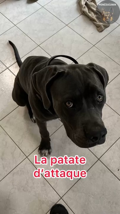 La patate d’attaque !