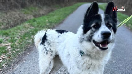 Rescapé d'une terrible fourrière, ce chien attend depuis 10 mois qu'un regard se pose sur lui