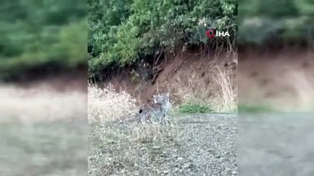 Ormanın Hayaleti Elazığ'da ortaya çıktı