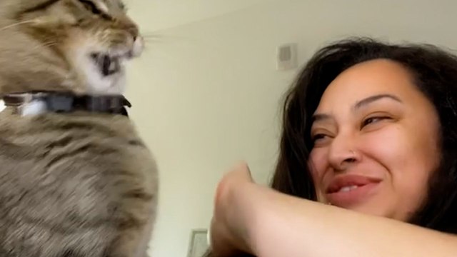 Cat Loves Smacking Mom During Makeup Routine
