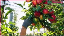 Keep Burnley Beautiful campaign: Offshoots at Towneley volunteer and one of the original founders of Trees for Burnley June Evans