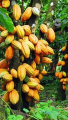 CACAO CULTIVÉ AU LABORATOIRE : GROSSE MENACE POUR LES PAYS PRODUCTEURS #SHORT