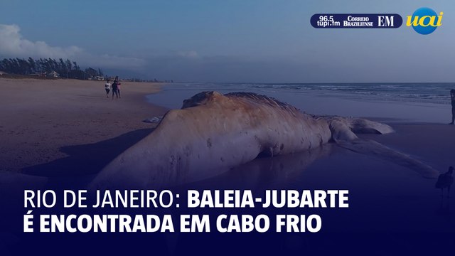 Baleia-jubarte é encontrada morta em praia de Cabo Frio