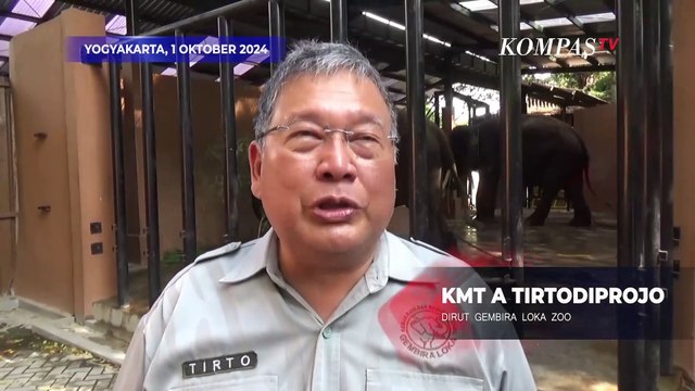 Gembira Loka Zoo Yogyakarta Kedatangan Sepasang Gajah dari Pekalongan
