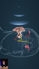 How human being ear listen any voice | astrology