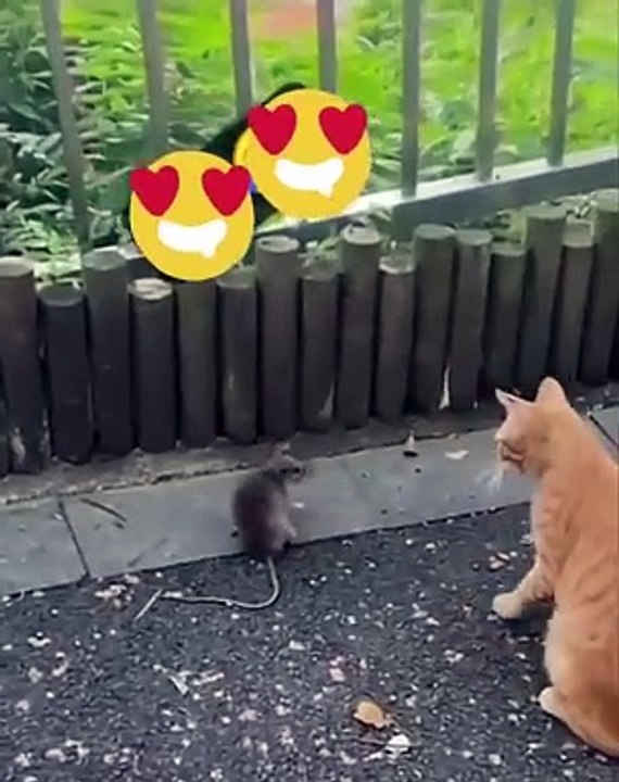 Cat fun