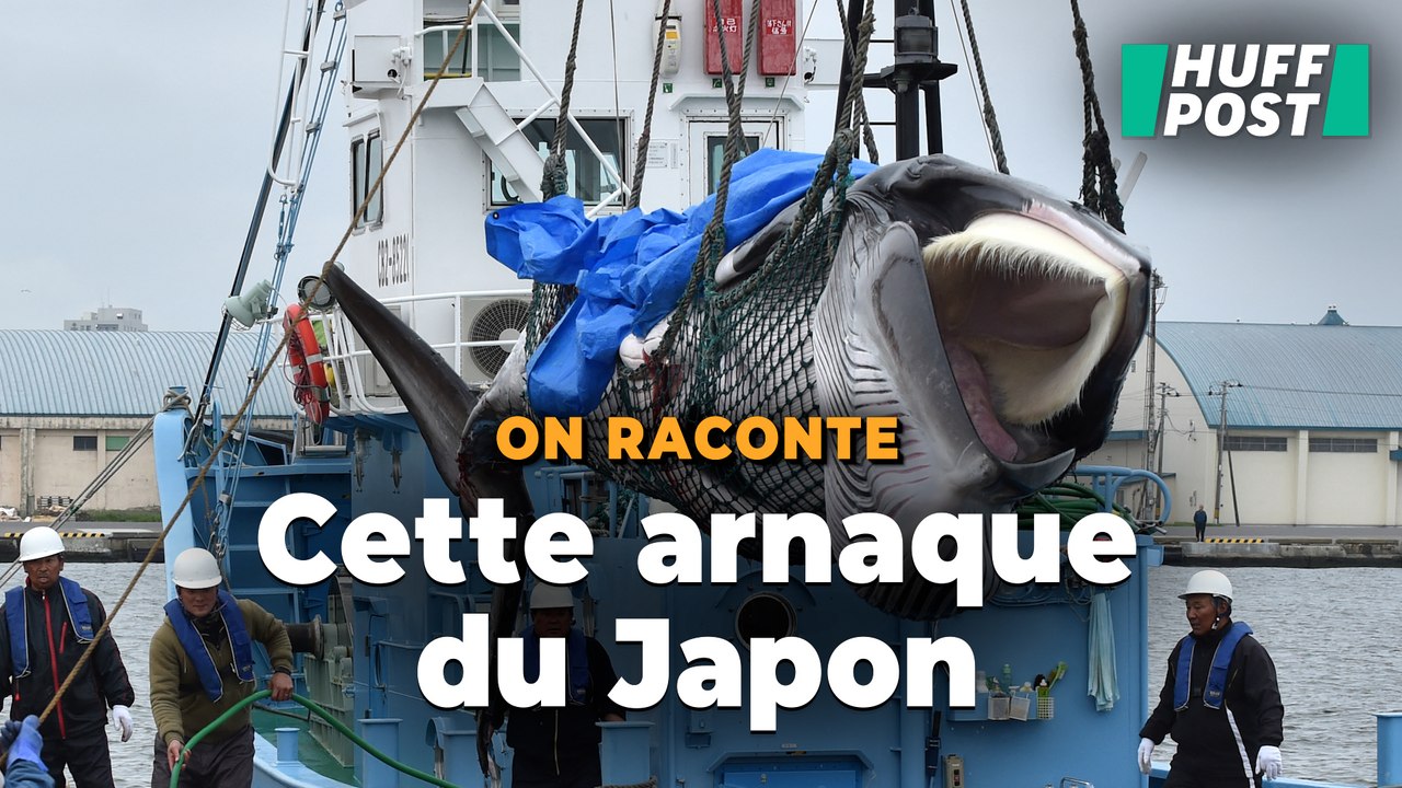 Détention de Paul Watson : pourquoi le Japon veut manger toujours plus de baleines ?