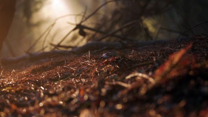 ash vs. evil S1 - 32 - obsessed bird