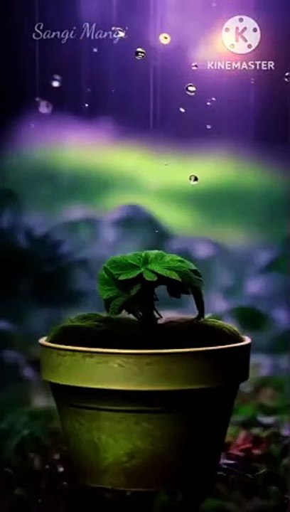 _tree_--dance_trending