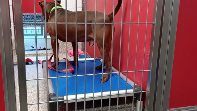 Jean Valjean 2y A847248 kennel 80 pod 3 PACC shelter VID_20240925_135546394