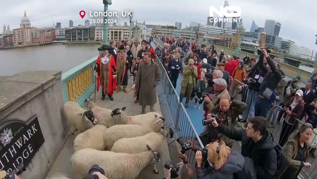 Schauspieler Damian Lewis treibt Schafe über die Londoner Brücke