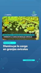 Disminuye la carga en granjas avícolas