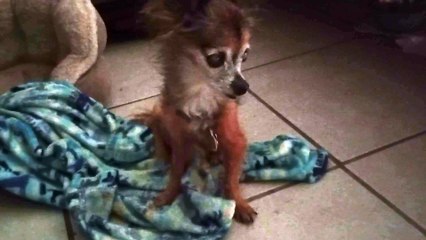 Villanova's sitting there all on her own putting weight on front right arm. I finally filmed some VID_20240924_161833497