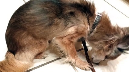 Villanova even stood on all 4s sometimes. She's very busy so it took her a little to finally sit VID_20240926_211804885