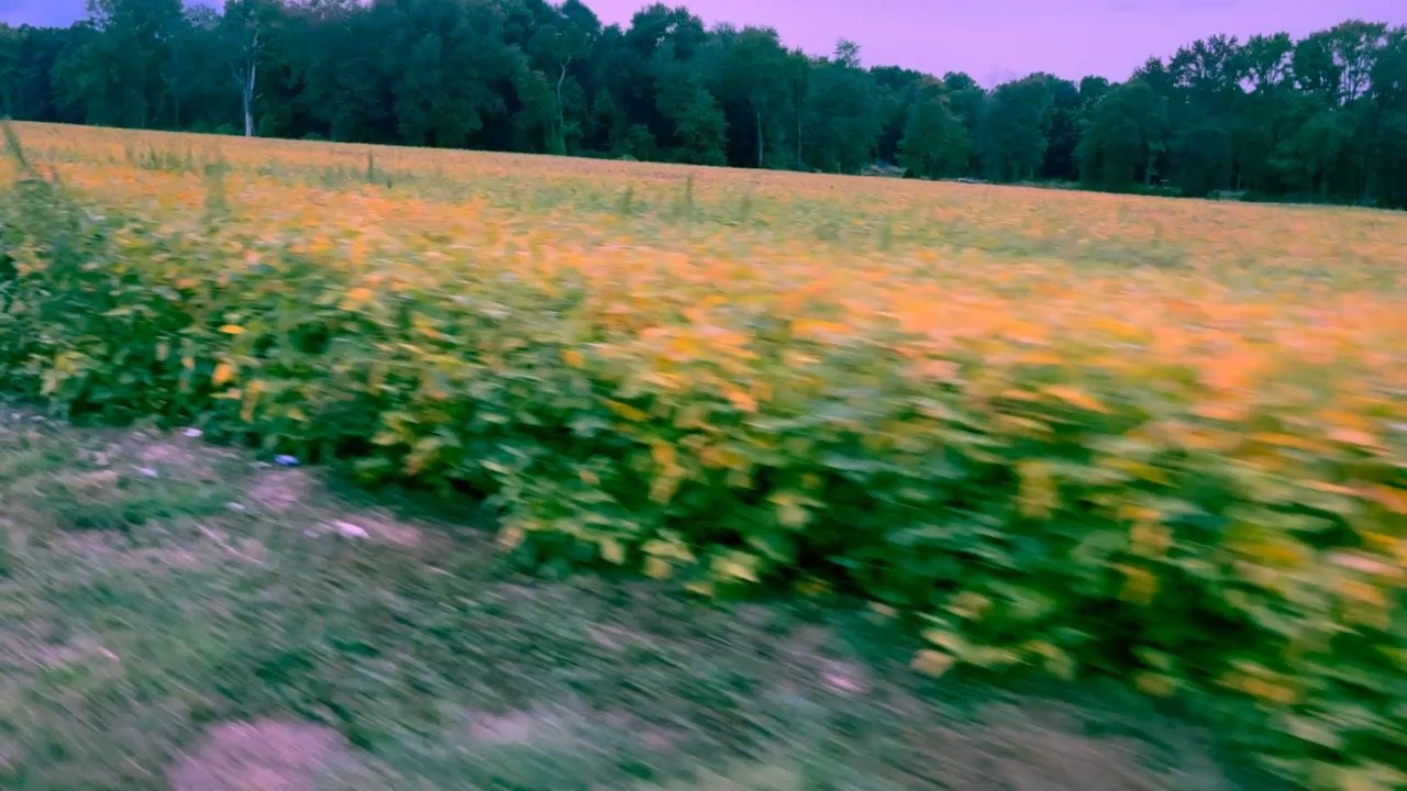 Yellowing fields