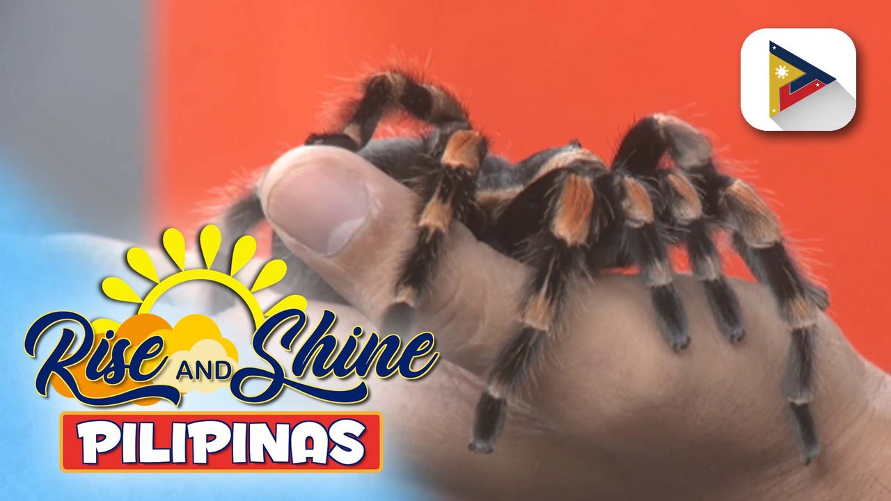 Pet's Day | Tamang pag-aalaga sa tarantula