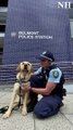 'Dougie' the therapy dog visits Belmont police - Newcastle Herald - October 2, 2024