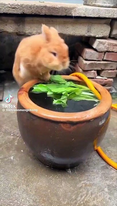 Cute rabbit