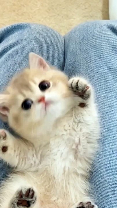 Cutie pie kitty 