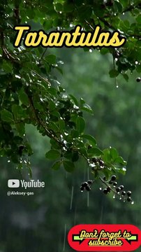 Animal Facts Tarantulas #shorts