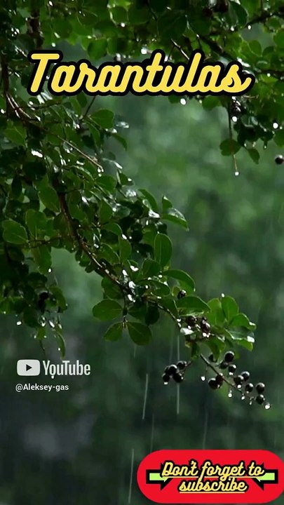 Animal Facts         Tarantulas         #shorts